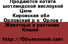Продаются котята шотландской вислоухой › Цена ­ 3 000 - Кировская обл., Орловский р-н, Орлов г. Животные и растения » Кошки   